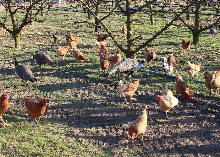 Agriturismo Perugini Cesena